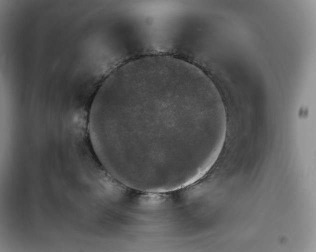 X0000100350672200806130953