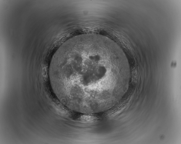 X0000100350699200806130952