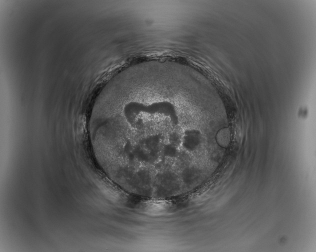 X0000100350711200806130952