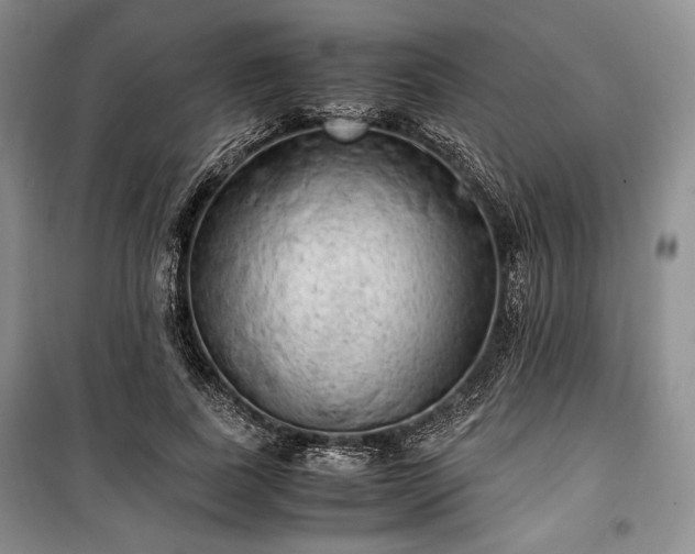 X0000100350739200806130952