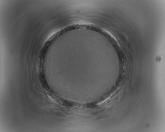 X0000100350775200806130951