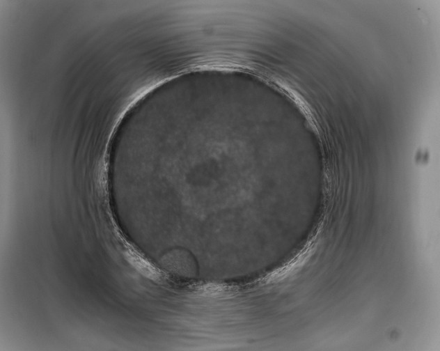 X0000100350779200806130951