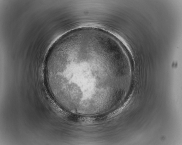 X0000100350783200806130951
