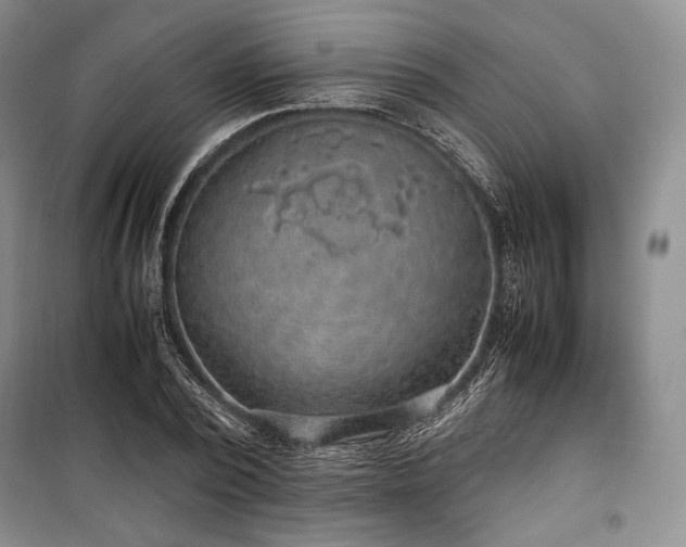 X0000100350784200806130951