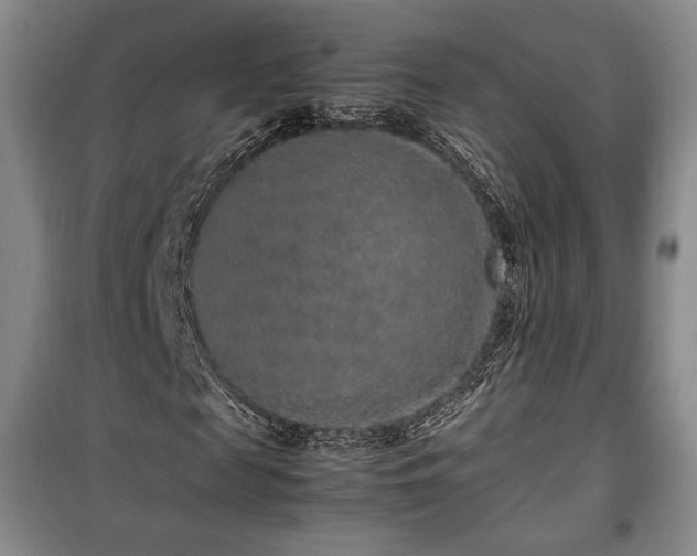 X0000100350817200806130950