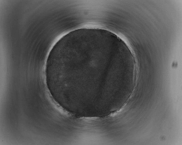 X0000100350864200806130951