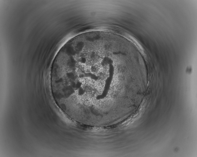 X0000100350907200806130949