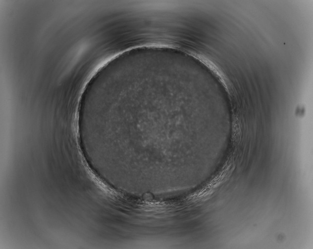X0000100350935200806130949