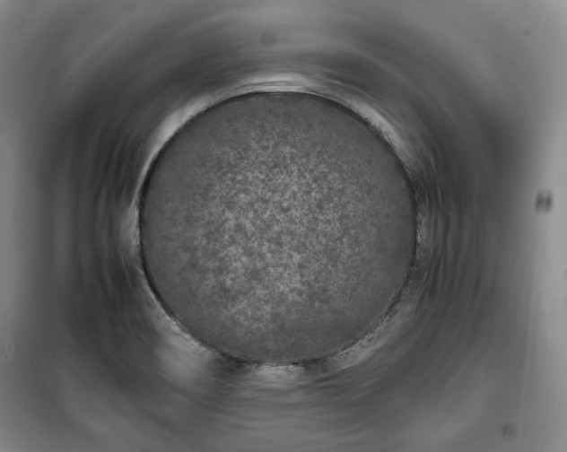 X0000100351466200806130941