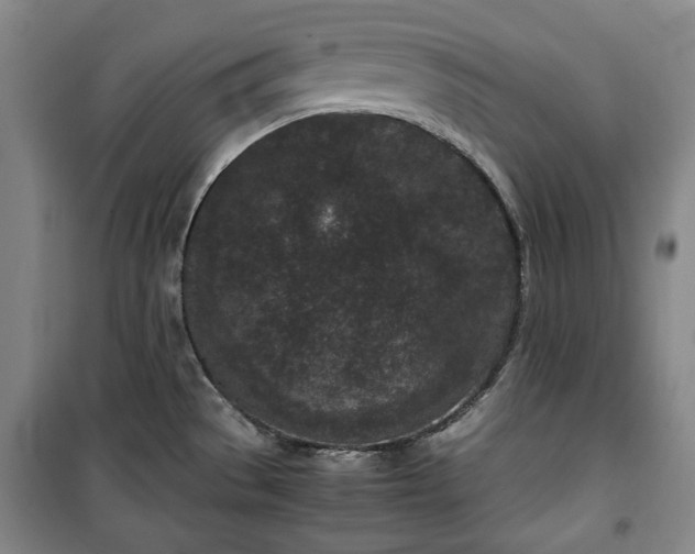X0000100351529200806130941