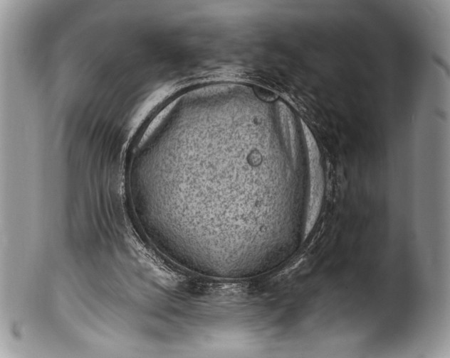X0000100350056200806201550