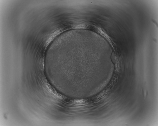 X0000100350059200806201551