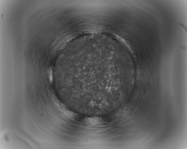 X0000100350069200806201551