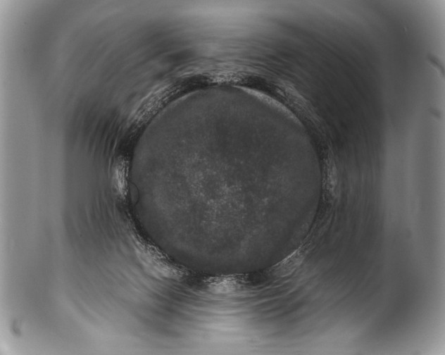 X0000100350074200806201551