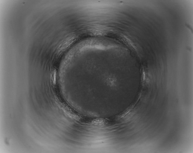 X0000100350076200806201551
