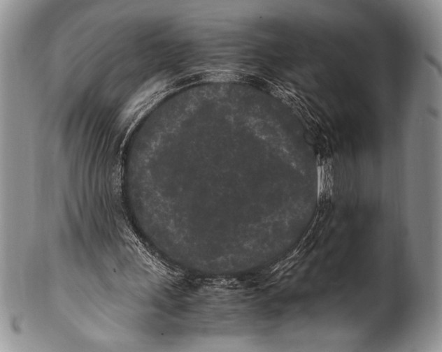 X0000100350243200806201548