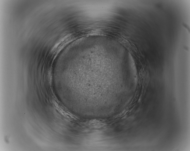 X0000100350290200806201548