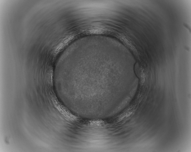 X0000100350446200806201545