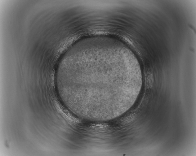 X0000100350447200806201545