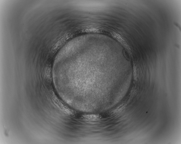 X0000100350449200806201545