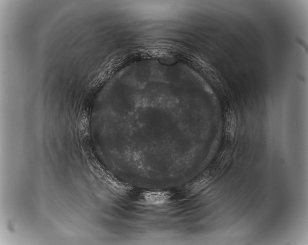 X0000100350465200806201545