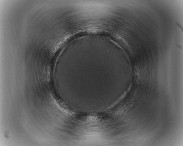 X0000100350496200806201545