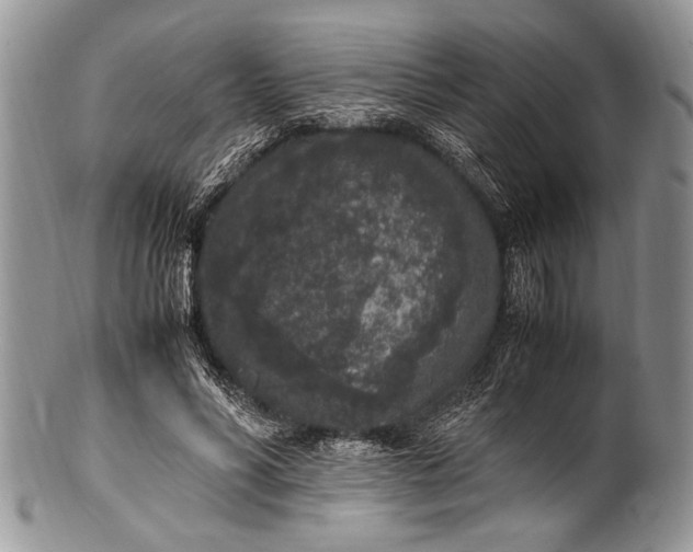 X0000100350590200806201543