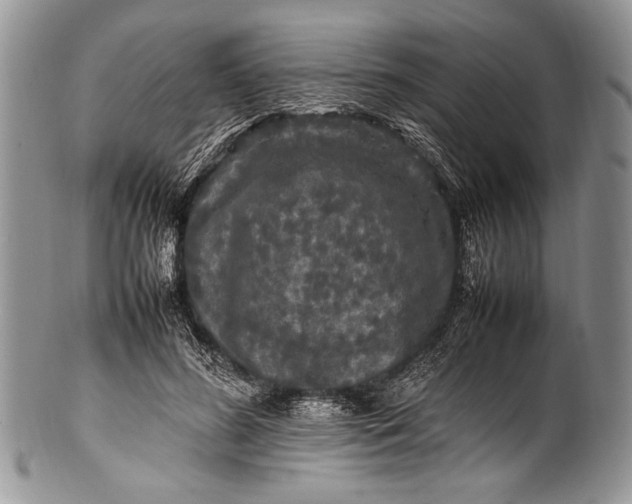 X0000100350596200806201543