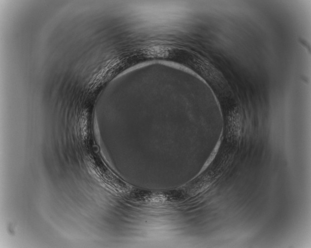X0000100350600200806201543