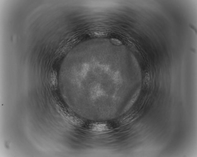 X0000100350651200806201542