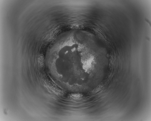 X0000100350659200806201542