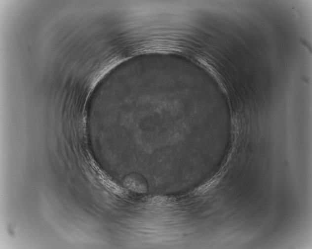 X0000100350779200806201540
