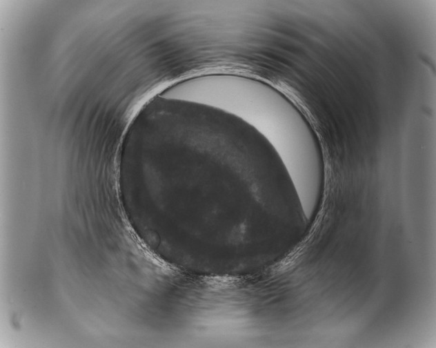 X0000100350854200806201539
