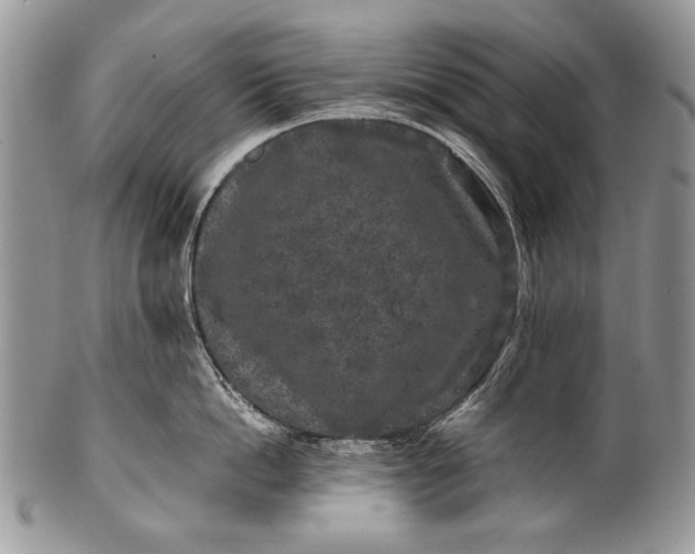 X0000100350862200806201540