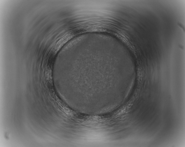 X0000100350881200806201539