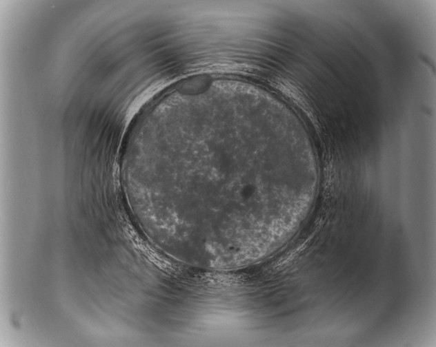 X0000100350928200806201538