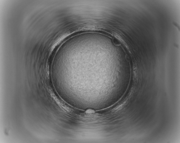 X0000100350981200806201537