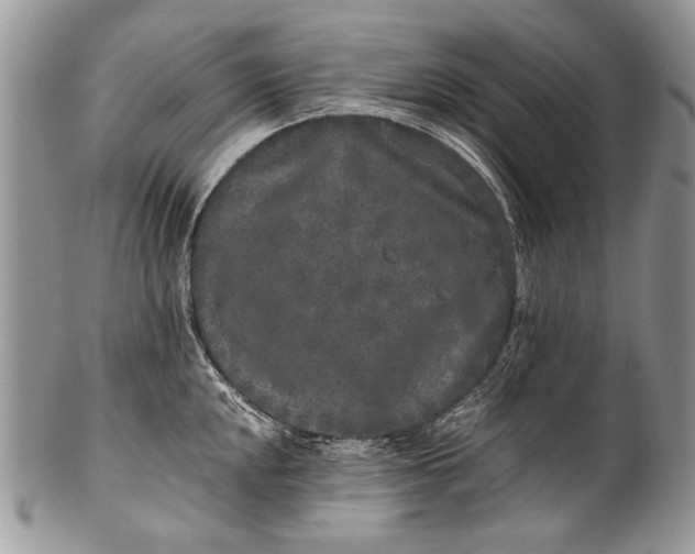 X0000100351048200806201537