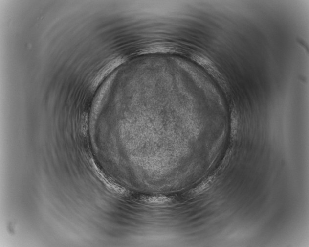 X0000100351233200806201533