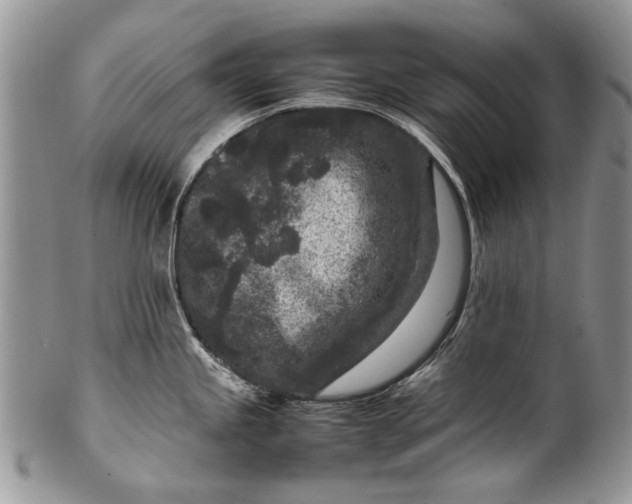 X0000100351245200806201534