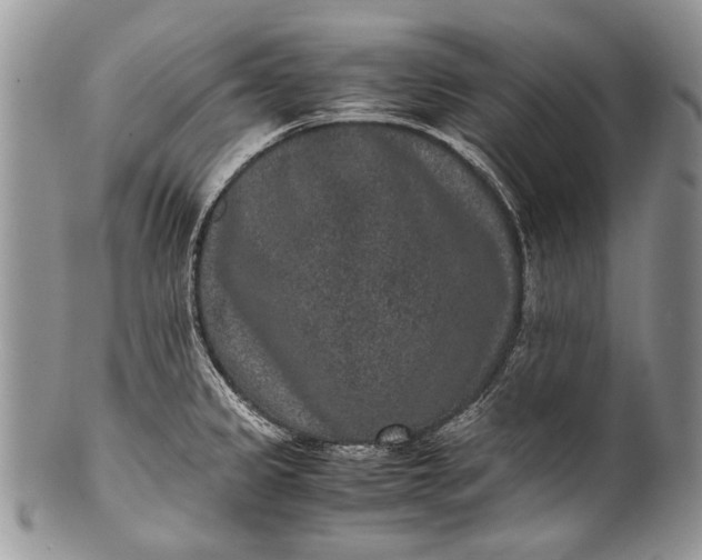 X0000100351333200806201531