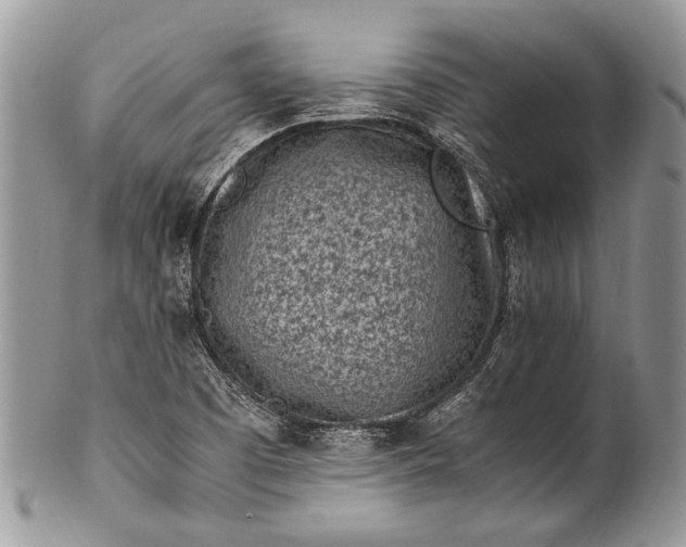 X0000100351457200806201529