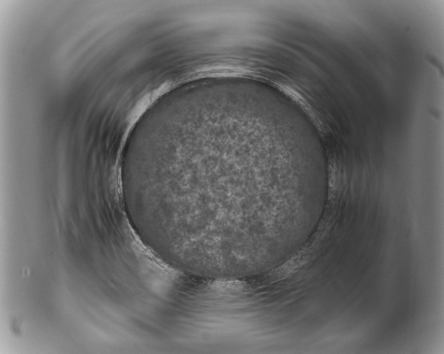 X0000100351466200806201529