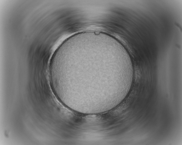 X0000100351478200806201529