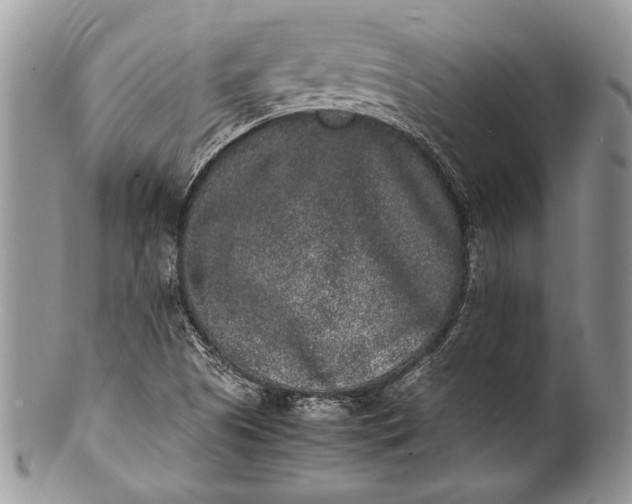 X0000100351505200806201528