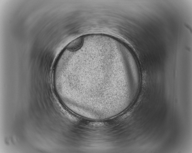 X0000100351517200806201528