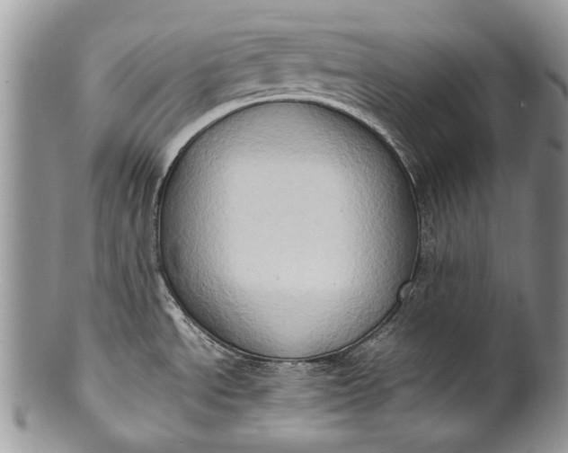X0000100351534200806201529