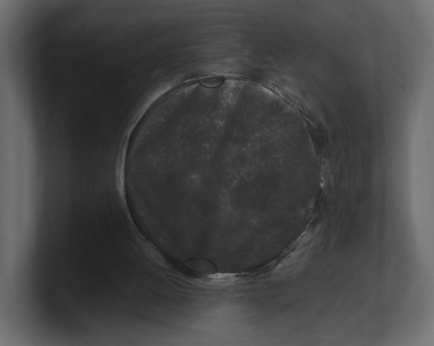 X0000100350052200806271411