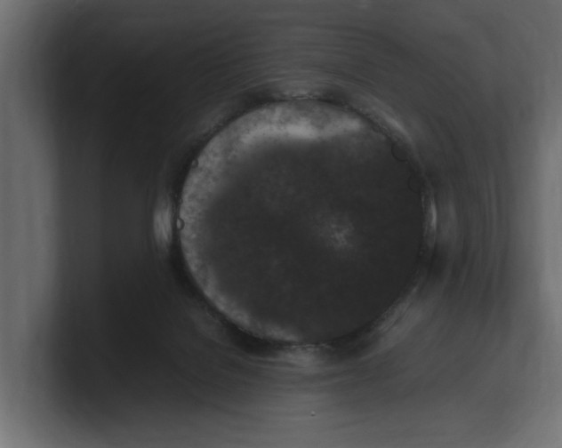 X0000100350076200806271411