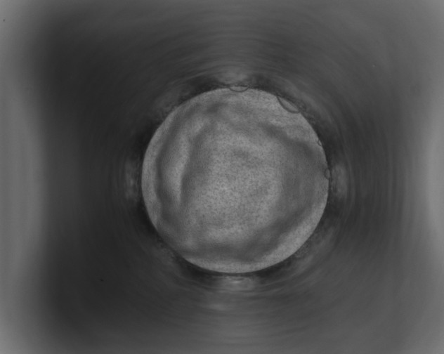 X0000100350234200806271409